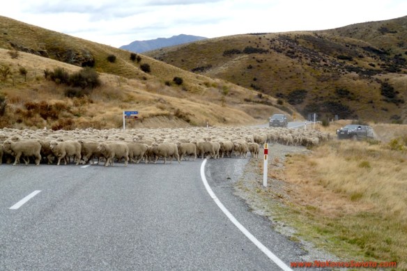 130412 P1080978 Nowa Zelandia Mount Cook